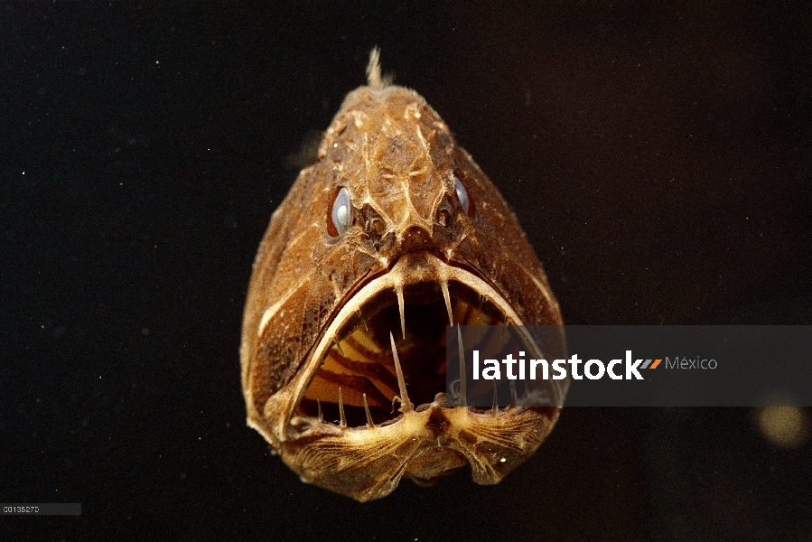 Fangtooth (Anoplogaster cornuta) tiene cuerpo huesudo, duro, a diferencia de la mayoría de los peces