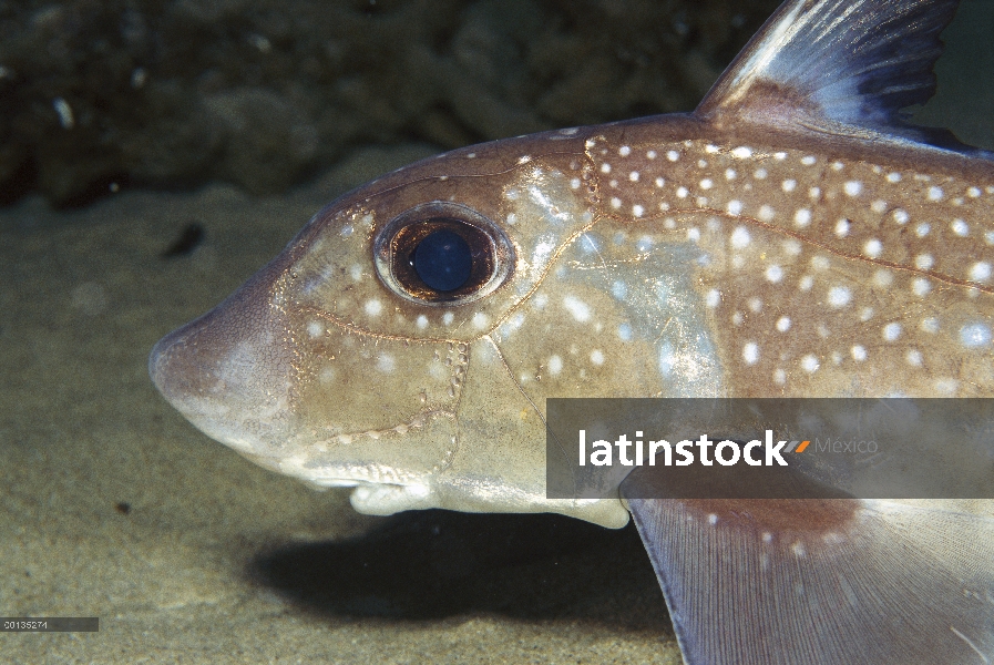 Pescados de alta mar de (Hydrolagus colliei) mantelinas manchados, Monterey, California