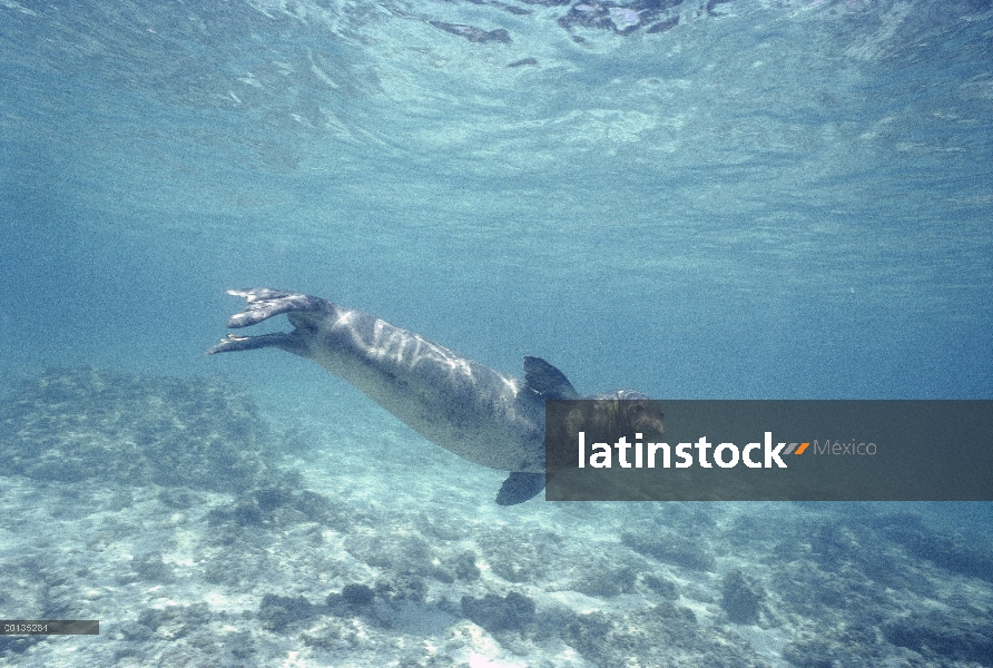 Sello hawaiano del Monk (Monachus schauinslandi), Francés fragata Shoals islas hawaianas