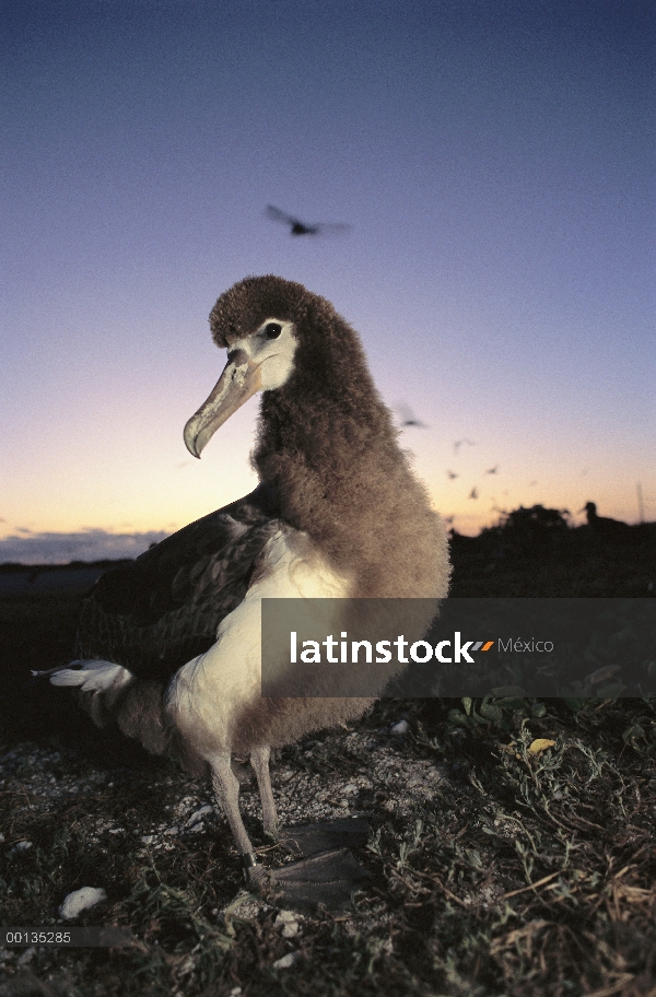 Chick incipiente de albatros de Laysan (Phoebastria immutabilis), refugio de vida silvestre islas ha