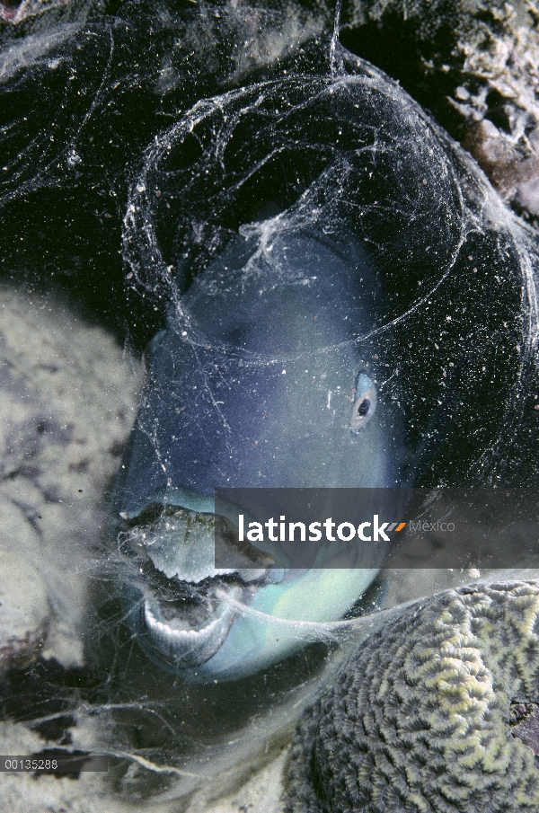 Pez loro de Bleeker (Scarus bleekeri) duerme en el moco para defensa, pico adaptado para crujir cora