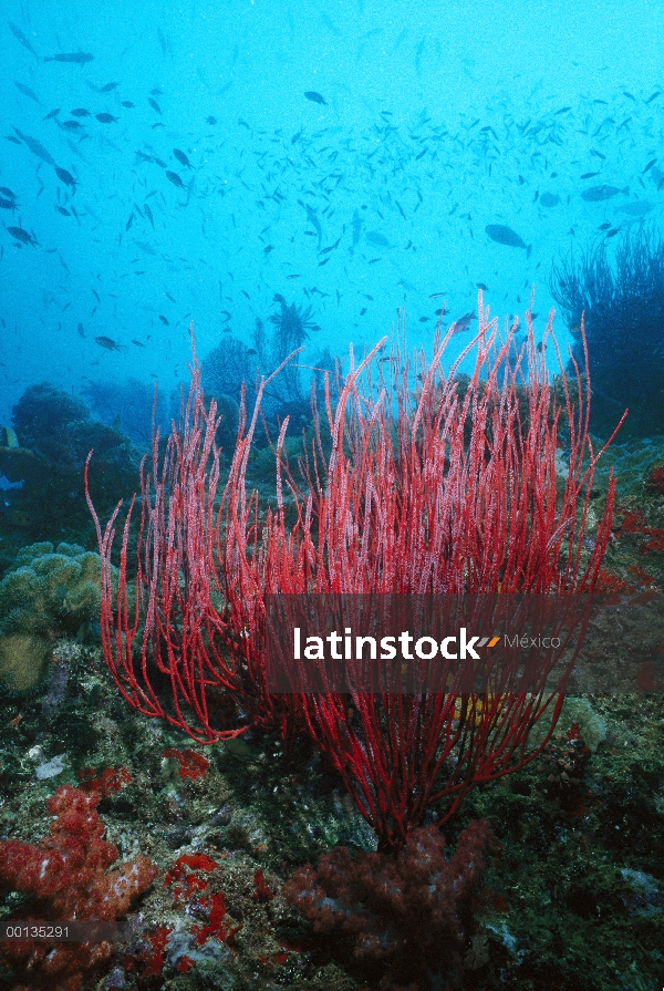 Escena de arrecife de coral con pez león, machos (Pseudanthias sp) y corales blandos, corales duros,