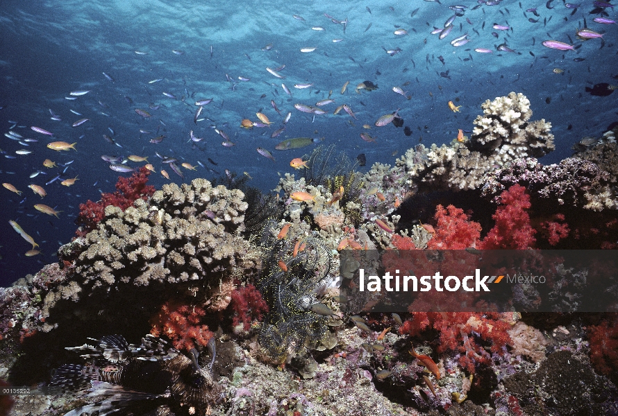 Escena de arrecife de coral con pez león, machos (Pseudanthias sp) y corales blandos, corales duros,