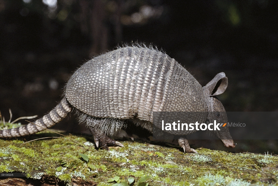 Armadillo de nueve bandas (Dasypus novemcinctus) mamífero de cáscara dura, burrows, Florida