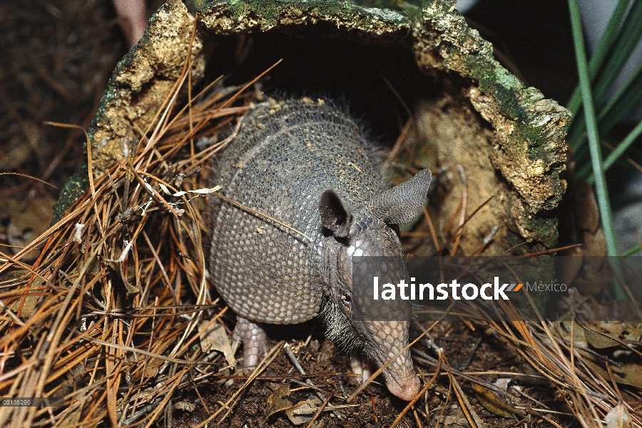 Armadillo de nueve bandas (Dasypus novemcinctus) mamífero de cáscara dura, burrows, Florida