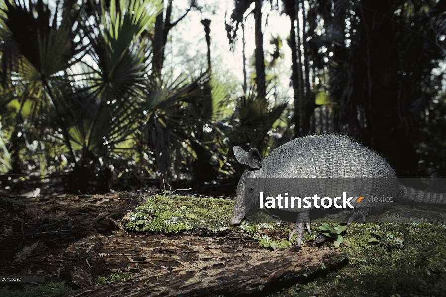 Armadillo de nueve bandas (Dasypus novemcinctus) mamífero de cáscara dura, burrows, Florida