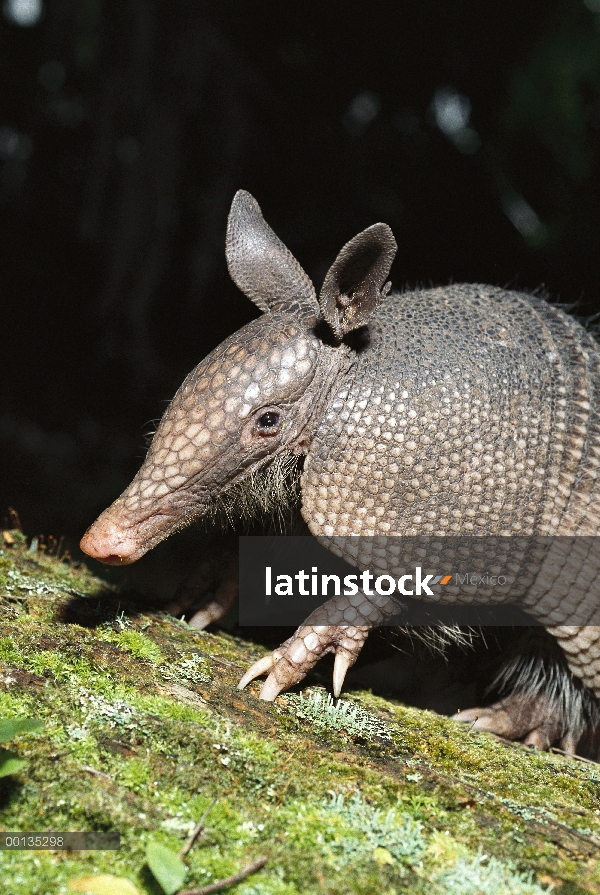 Armadillo de nueve bandas (Dasypus novemcinctus) mamífero de cáscara dura, burrows, Florida