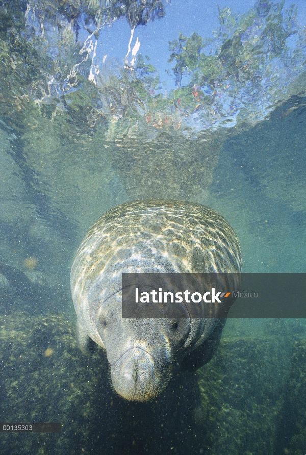 Manatí Antillano (Trichechus manatus), Crystal River, Florida