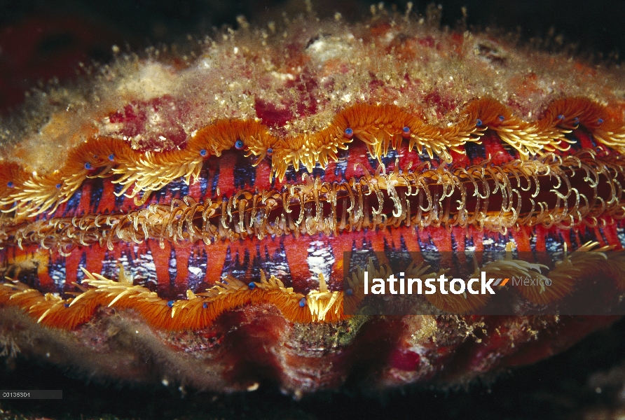 Vieira (Nodipecten magnificus) colorido manto contiene ojos azules, Islas Galápagos, Ecuador