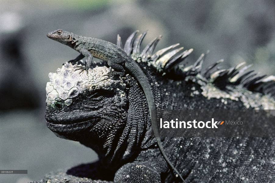 Lava lagartija (Tropidurus albemarlensis) utiliza posición en cabeza de la Iguana marina (Amblyrhync