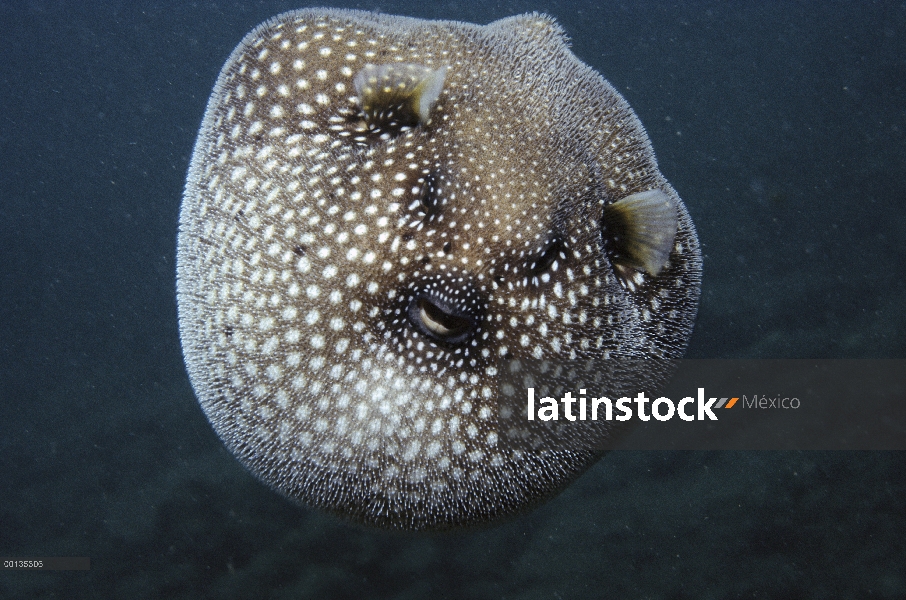 Guineafowl Pufferfish (Arothron meleagris) inflados en la exhibición de defensa, Hawaii