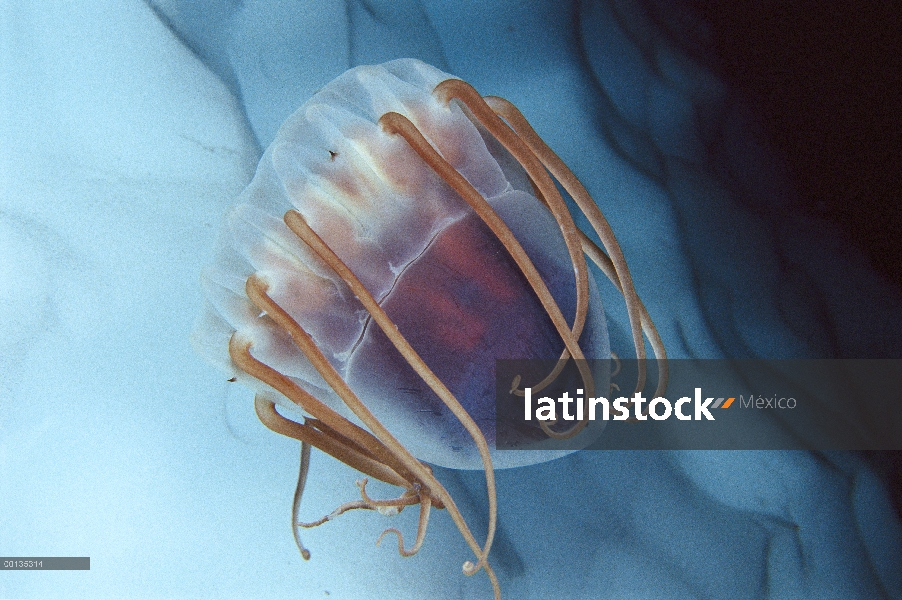 Medusas (periphylla de Periphylla) en la Antártida, ampliamente distribuida y abundante en aguas pro