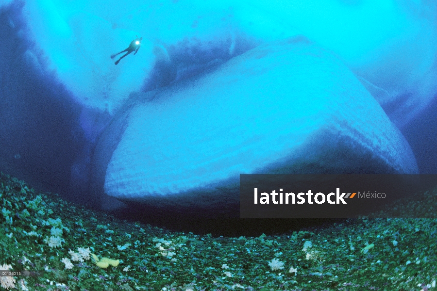 Buzo explorar tierra iceberg, parido del frente del glaciar, se desvió en Costa y bloqueado por el h