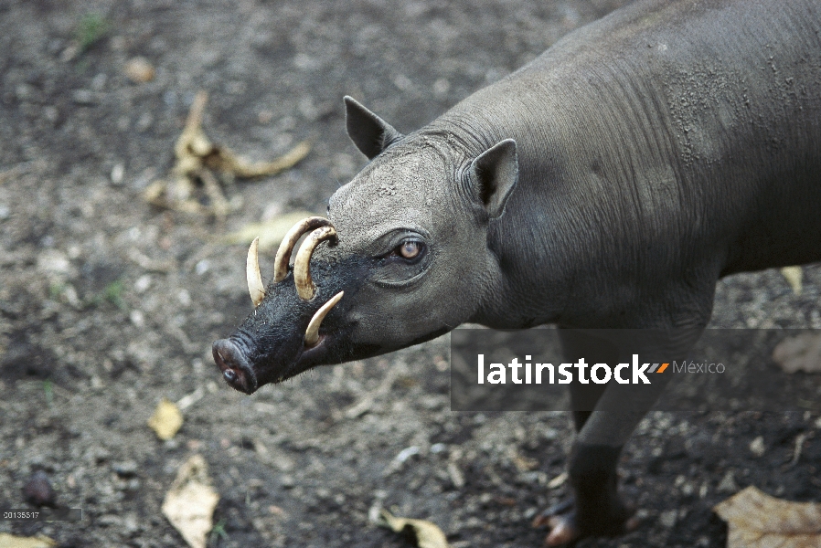 Babirusa (Babyrousa babyrussa), Sulawesi, Indonesia