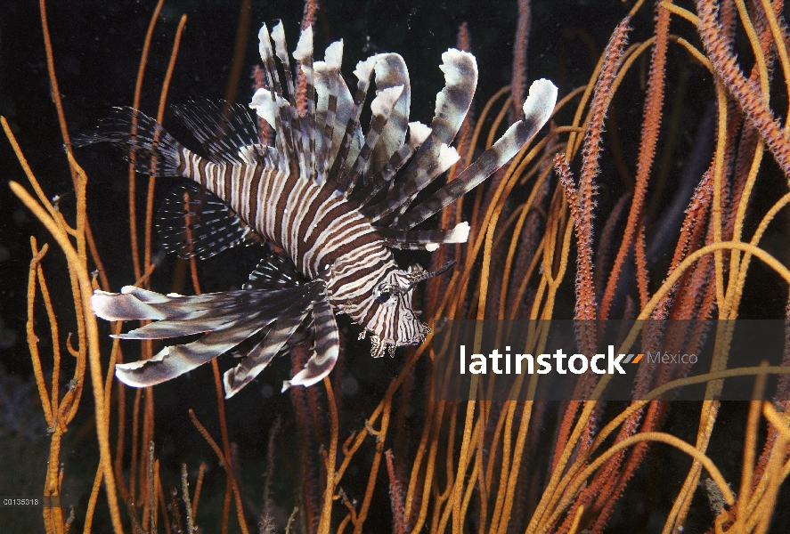 Pez león común (Pterois volitans) entre gorgonias corales blandos, venenosa, Sulawesi, Indonesia