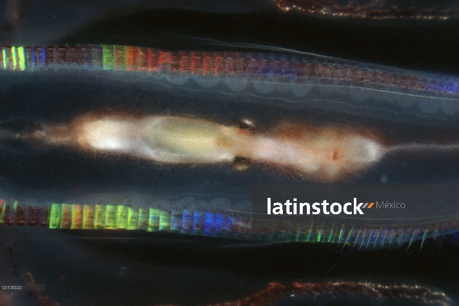 Peine de jalea (Mertensia ovum) se alimenta de krill; digiere rápidamente dentro de tripa transparen