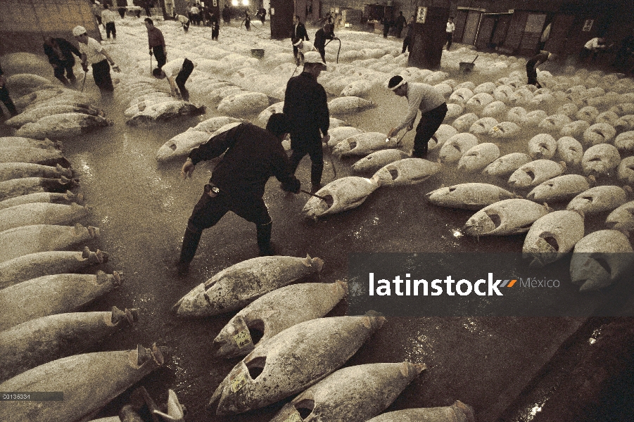 Atún rojo del Atlántico (Thunnus thynnus) que se congelan son son arreglados por los trabajadores de