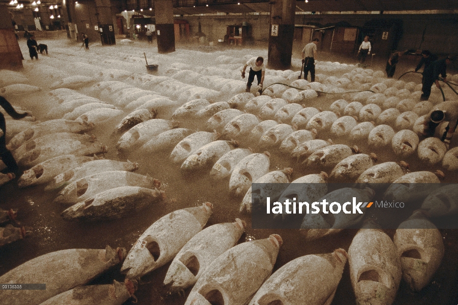 Carne de carne de atún rojo Atlántico (Thunnus thynnus) es expuesto por los trabajadores del mercado