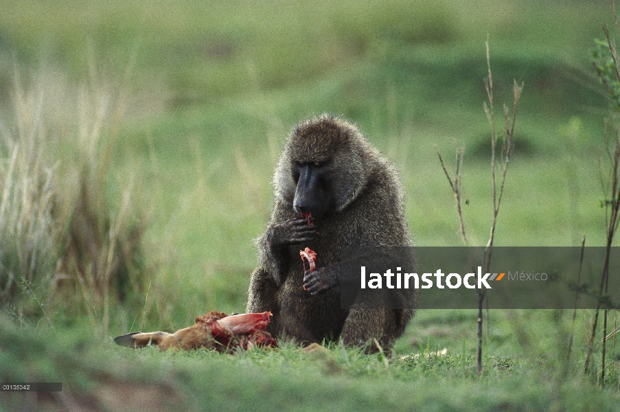 Olive Baboon (Papio anubis), alimentándose de Fawn de Impala (Aepyceros melampus), Kenia