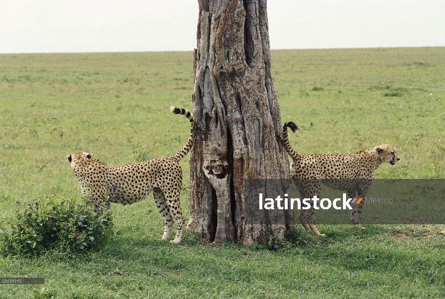 Par de caza del guepardo (Acinonyx jubatus) marca árbol de Acacia con orina, Kenia