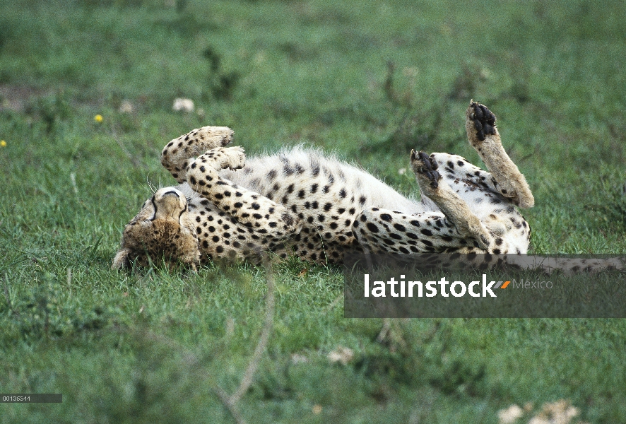 Guepardo (Acinonyx jubatus) en hierba antes de una cacería, Kenia