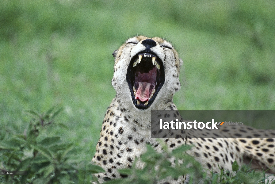 Guepardo (Acinonyx jubatus), el bostezo, Kenia