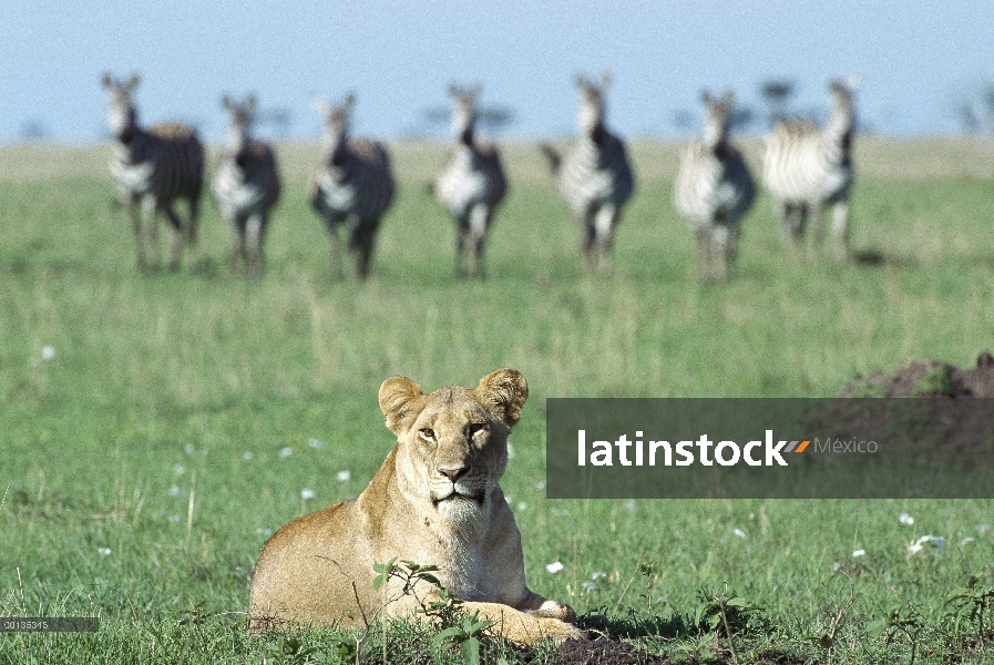 Mujer de León africano (Panthera leo) se pierde de orgullo durante la noche, rodeado de cebra en la 