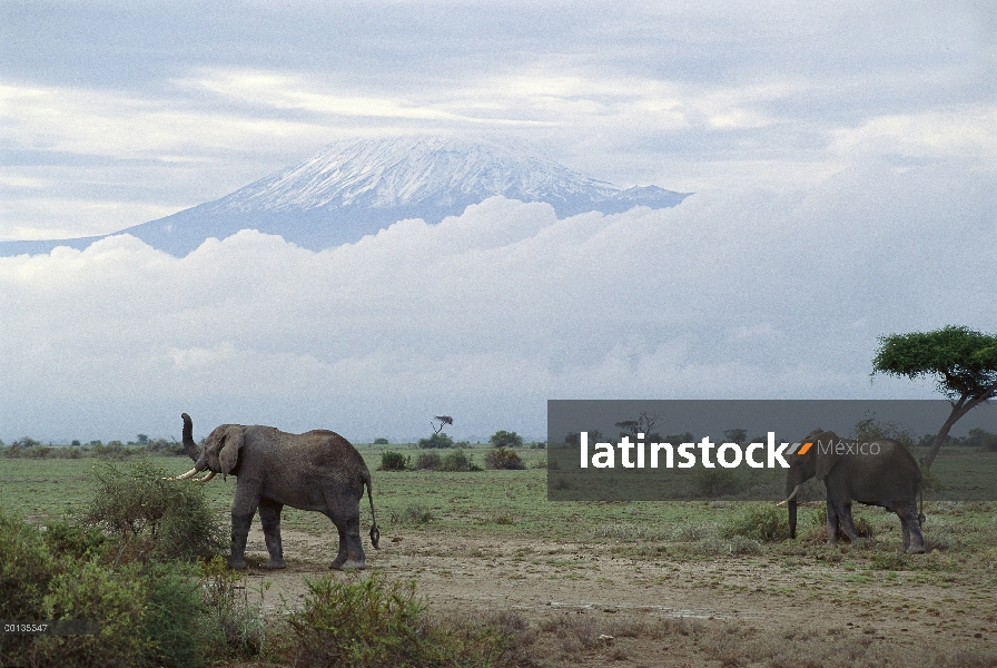 Grupo elefante africano (Loxodonta africana) frente a Mt Kilimanjaro, Kenia