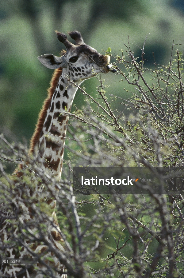 Masai jirafa (Giraffa tippelskirchi) navegando entre espinosas Acacias, asimientos dispara con lengu