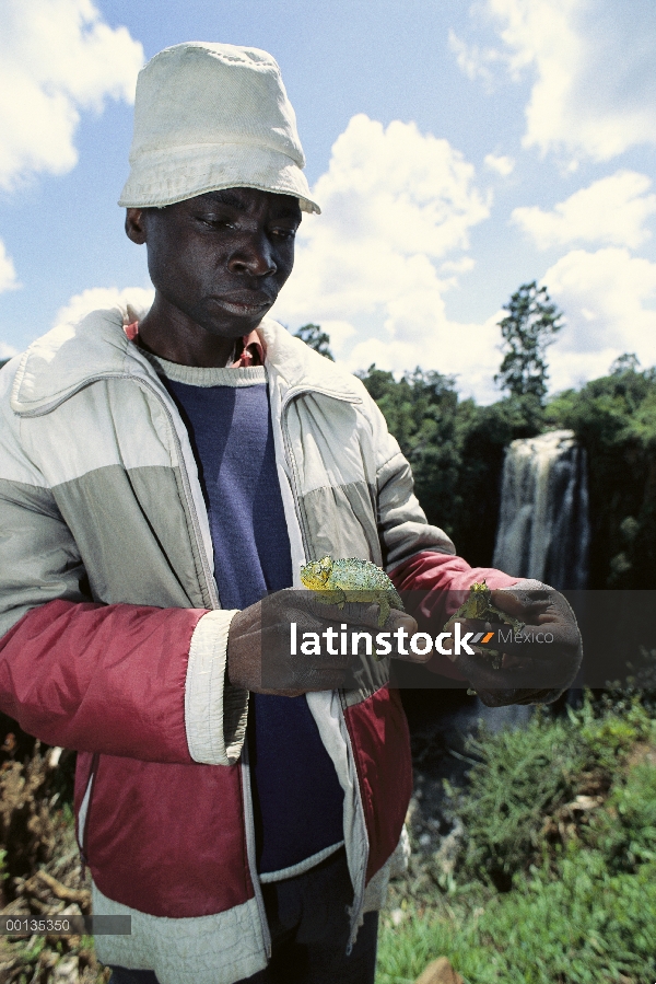 Colector de nativa de los camaleones del viejo mundo en los bosques de tierras altas, Kenia