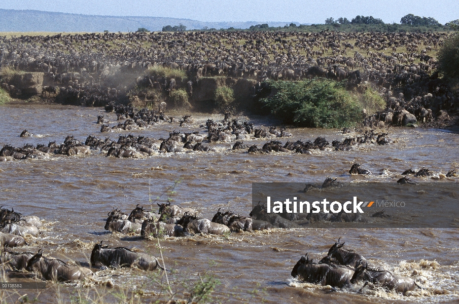 Azul manada de ñu (Connochaetes taurinus) migración, río Mara, Parque Nacional Masai Mara, Kenia