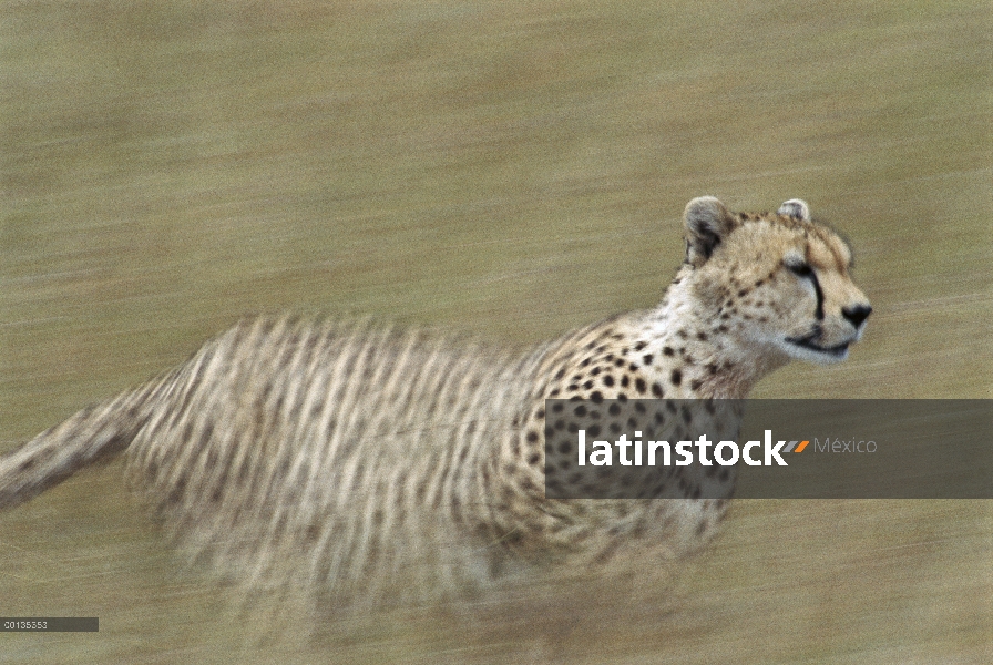 Guepardo (Acinonyx jubatus) durante una cacería, Kenia