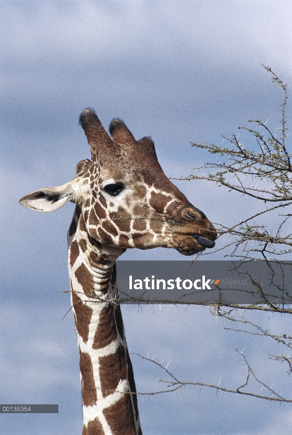 Mamífero más alto Masai jirafa (Giraffa tippelskirchi) en el mundo, navegar entre espinosas Acacias 