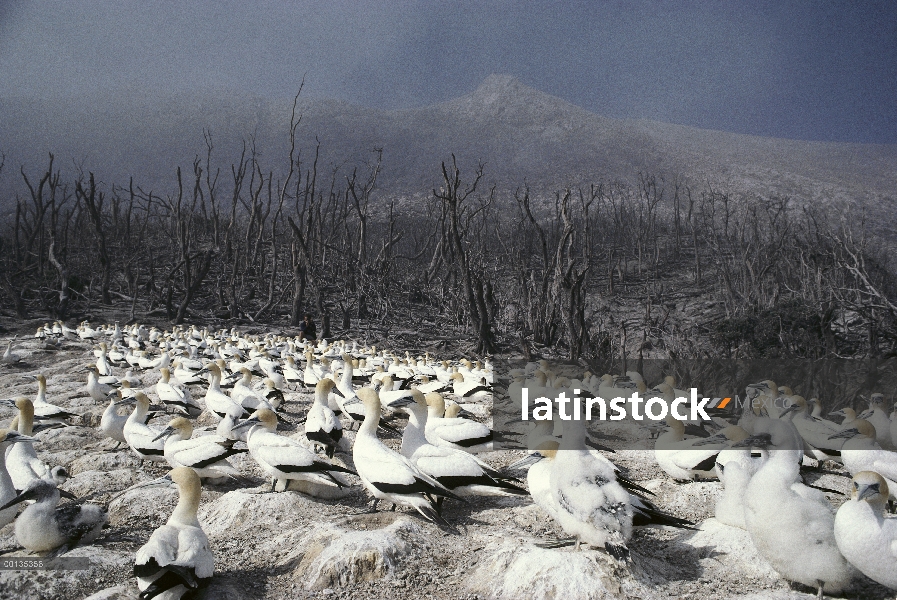 Norte Colonia de alcatraces (Morus bassanus) anidando en volcán smoldering, isla blanca, Nueva Zelan