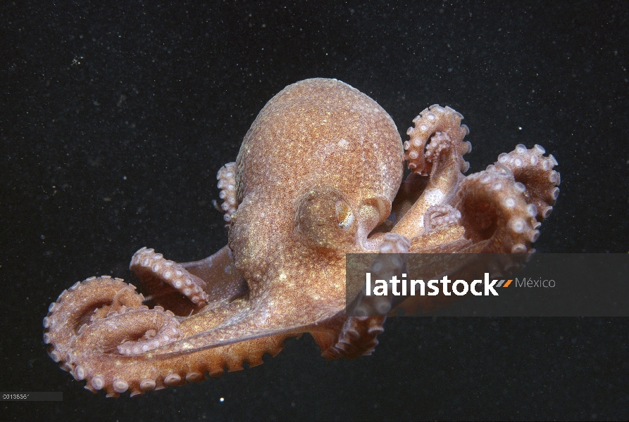 Especies de aguas profundas de California patudo pulpo (pulpo californicus) natación, California