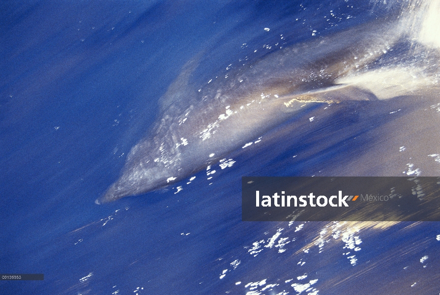 Par de delfines (Tursiops truncatus) de mulares nadando, Isla Socorro, Archipiélago Revillagigedo, B