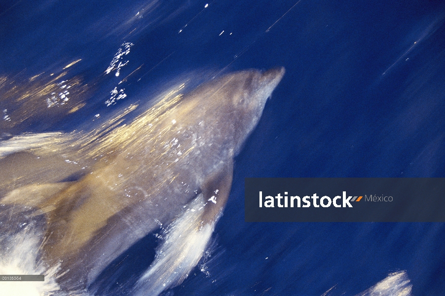 Tonina Delfín (Tursiops truncatus) caballo arco onda, Isla Socorro, Archipiélago Revillagigedo, Baja