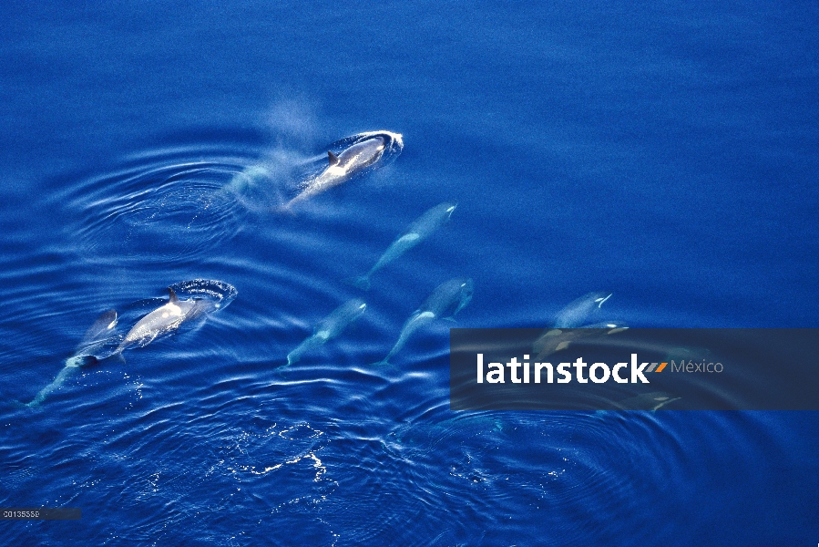 Vaina de Orca (Orcinus orca) caza a lo largo de hielo borde, sonido de McMurdo, Antártida