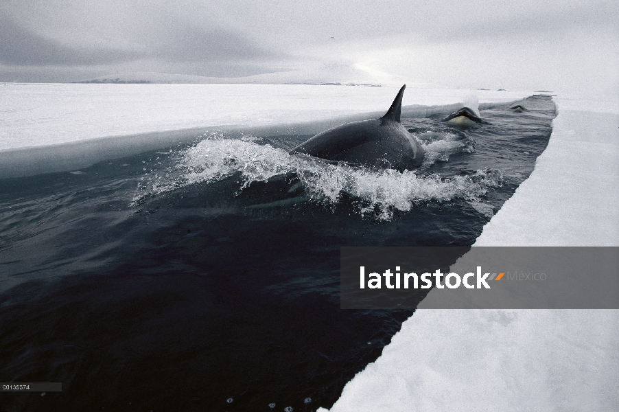 Conduce de la vaina de Orca (Orcinus orca) la caza en la apertura de hielo, sonido de McMurdo, Antár