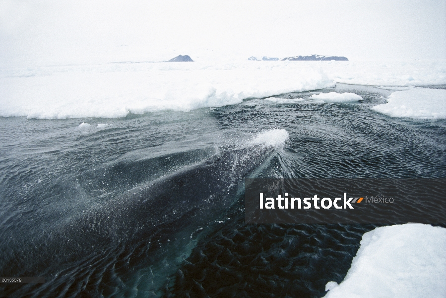 Ballena de Minke Antártica (Balaenoptera bonaerensis) en piscina pequeña de agua en el canal del hie