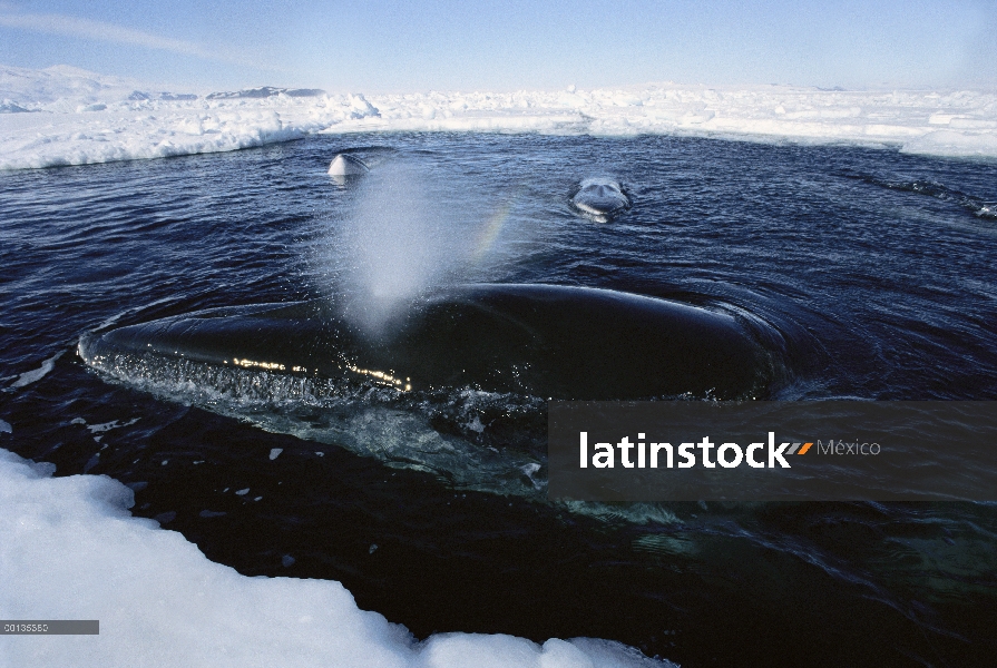 Ballena de Minke Antártica (Balaenoptera bonaerensis) en piscina pequeña de agua en el canal del hie