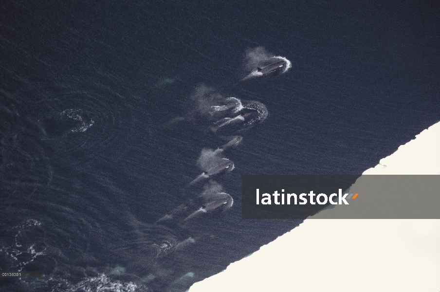 Vaina de Orca (Orcinus orca) caza a lo largo de hielo borde, sonido de McMurdo, Antártida