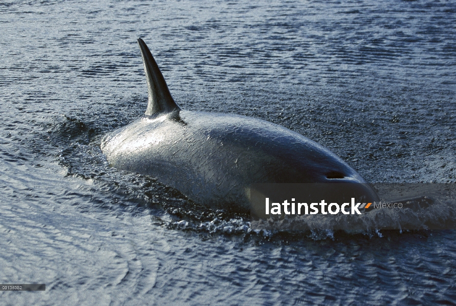 Orca (Orcinus orca) caza a lo largo de hielo borde, sonido de McMurdo, Antártida