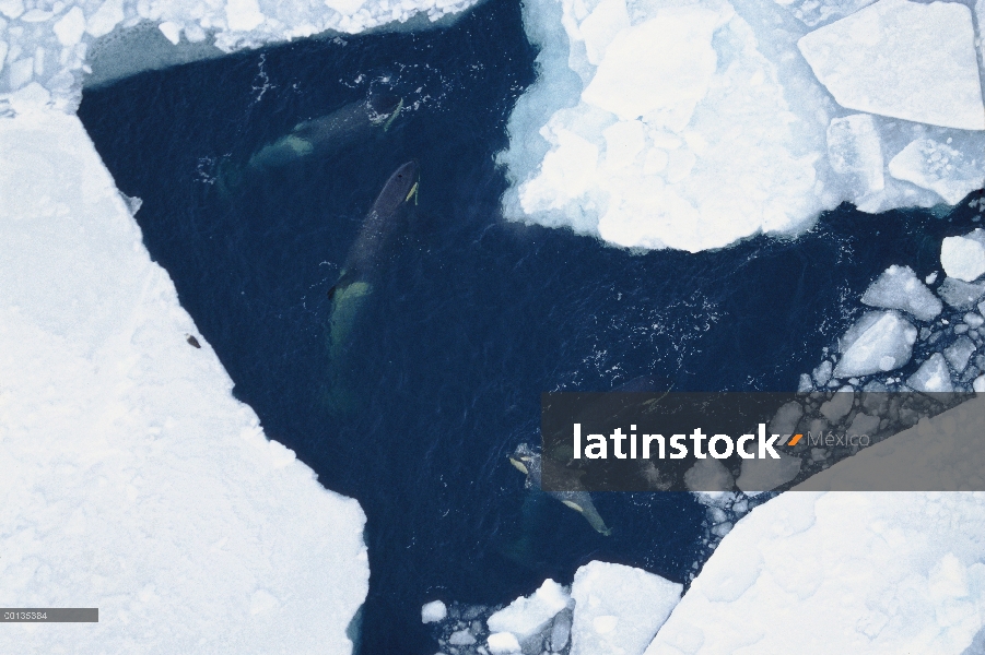 Vaina de Orca (Orcinus orca) descansando en piscinas de agua a lo largo de hielo borde, sonido de Mc