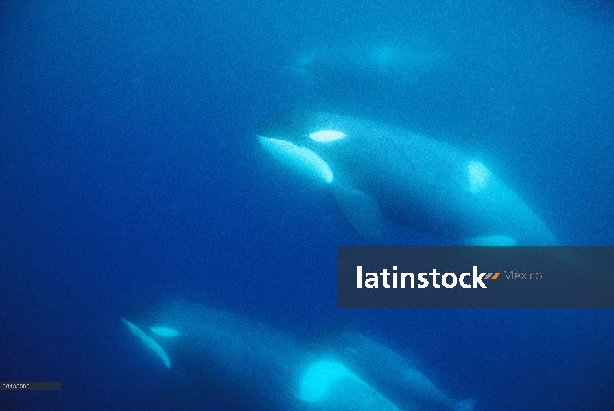 Vaina de Orca (Orcinus orca) viajen apertura lleva hielo, caza sonido de McMurdo, Antártida