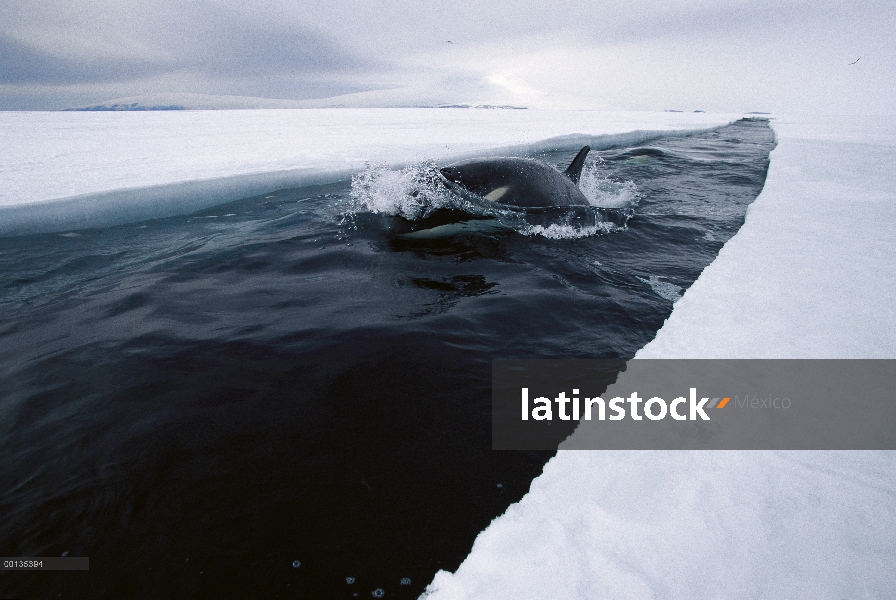 Orca (Orcinus orca) viajes por apertura conduce de hacer profundas inmersiones bajo el hielo para ca