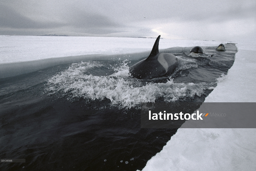 Orca (Orcinus orca) viaja por apertura conduce de hielo, haciendo profundas inmersiones bajo el hiel