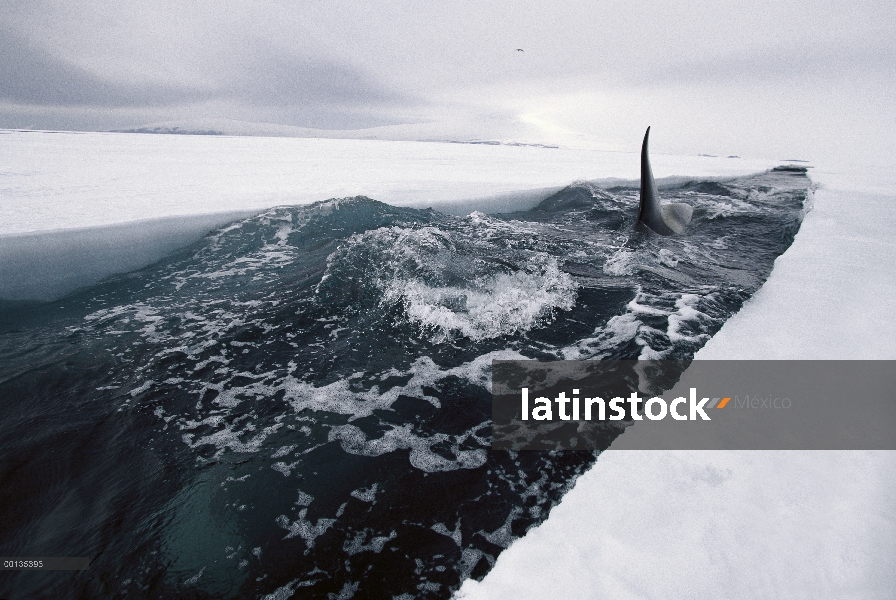 Orca (Orcinus orca) viaja por apertura conduce de hielo, haciendo profundas inmersiones bajo el hiel