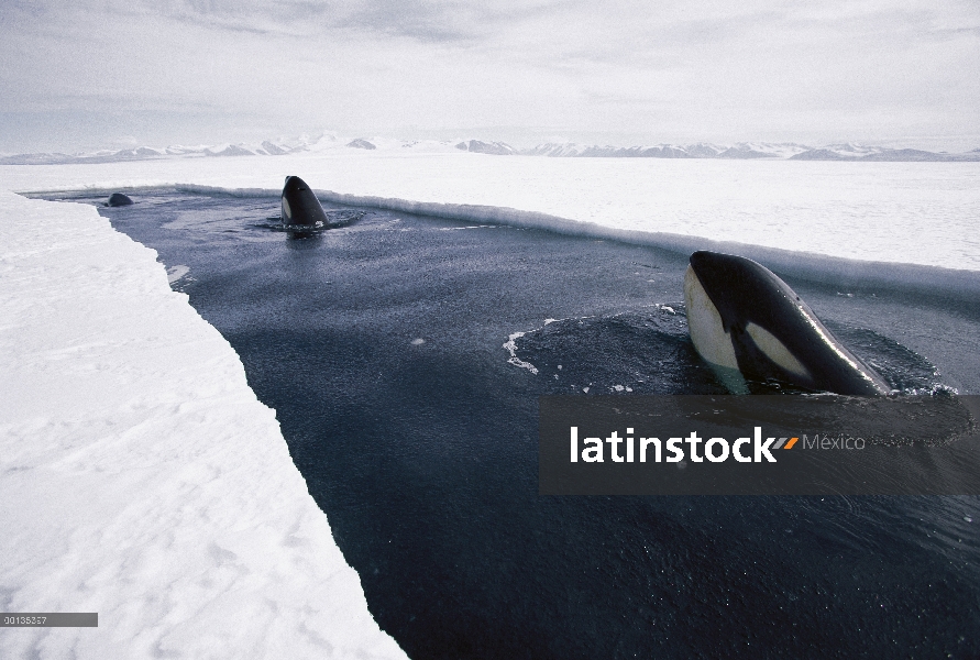 Orca (Orcinus orca) pod descansando en el extremo del cable de hielo, hacer profundas inmersiones ba