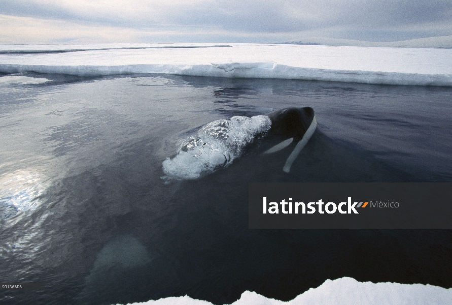 Superficie de Orca (Orcinus orca) en el borde del hielo, hace profundas inmersiones bajo el hielo pa